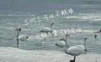 来自西伯利亚的贵客，兰州三河口天鹅滩