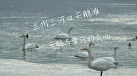 来自西伯利亚的贵客，兰州三河口天鹅滩