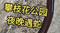 夜探攀枝花公园，晚上遇到蛇了