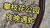 夜探攀枝花公园，晚上遇到蛇了