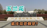 北京国际雕塑公园看玉兰花 从哪个门进最方便？ 什么时候去最佳？