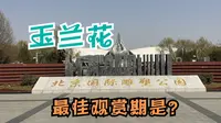 北京国际雕塑公园看玉兰花 从哪个门进最方便？ 什么时候去最佳？