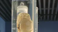 中华绒螯蟹博物馆2