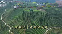 雅安名山牛碾坪，成排茶树沿等高线呈阶梯状分布，大地指纹太美了