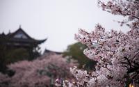 武汉晴川阁樱花
