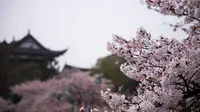 武汉晴川阁樱花