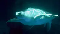 广东惠东篇—海龟湾