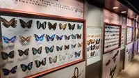 ［VLOG］参观吉林省自然博物馆（中）蝴蝶展区；我愿称之为见过的最恐怖的博物馆（想玩鬼屋的可以来看看）