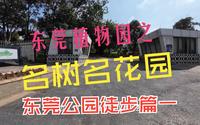 东莞公园徒步篇一：植物园之名树名花园