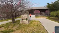 一镜到底：3月23日国家植物园拍花