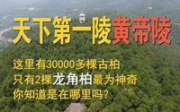 实地探访黄帝陵，中华人文始祖，炎黄子孙，华夏祭祖，民族之根