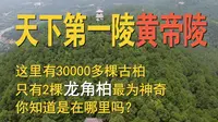 实地探访黄帝陵，中华人文始祖，炎黄子孙，华夏祭祖，民族之根