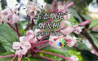 兴隆热带植物园祝大家新年快乐！！