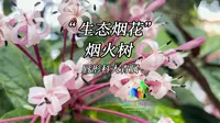 兴隆热带植物园祝大家新年快乐！！