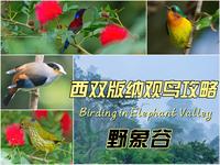 西双版纳观鸟攻略 野象谷