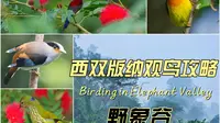 西双版纳观鸟攻略 野象谷