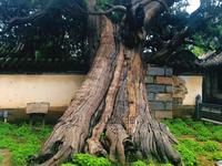 嵩阳书院，汉武帝钦封的俩将军柏