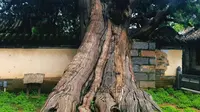 嵩阳书院，汉武帝钦封的俩将军柏