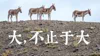 全球最大动物园，根本不像动物园