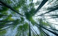 美丽中国之蜀南竹海｜祖国大好河山植物主题｜竹的所有英语口语介绍