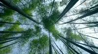 美丽中国之蜀南竹海｜祖国大好河山植物主题｜竹的所有英语口语介绍