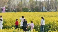 航拍合肥瑶海青年创意田园油菜花美景