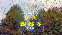 山谷“蝴蝶大爆发”——云南美物：蝴蝶谷（完整版）| 《美丽云南》（第三季）