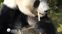 福州熊猫世界攻略
