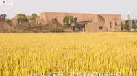 【凡益频道】罗劲丨城头山遗址博物馆