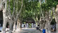 安庆市菱湖公园