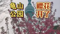 【武汉免费樱花攻略】龟山公园如何优雅赏花