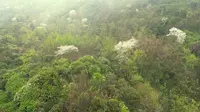 毕节市-大方县-百里杜鹃景区
