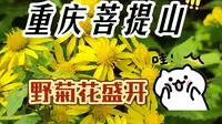 家花野花一样香-重庆长寿菩提山之旅3