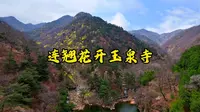 在泰山玉泉寺，漫山遍野的连翘花盛开，仿佛给整个泰山披上了一层耀眼的黄金甲。云雾下，它们依然明媚如春。