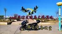 368K带你走进南大港湿地自然保护区  感受天堂般候鸟迁徙驿站的独特  4K30帧 长视频