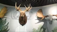 北京南海子麋鹿博物馆
