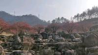 梅花，秦巴植物园，十堰，me