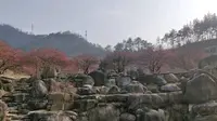 梅花，秦巴植物园，十堰，me