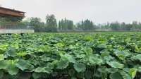 【风景】23年5月 四川遂宁 九莲洲生态湿地公园