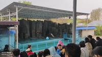 辽宁沈阳市森林动物园海狮表演