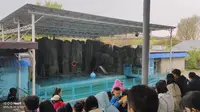 辽宁沈阳市森林动物园海狮表演