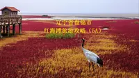 辽宁省盘锦市红海滩风景廊道景区旅游攻略