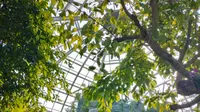 湖南省植物园的新地图——天际苑科研展览温室