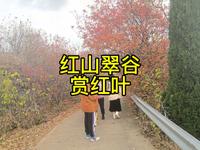红叶圣红期，红山翠谷赏红叶，品尝当地农家乐