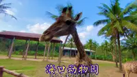 打卡海口热带野生动植物园，门票140，看看都有哪些珍奇小动物