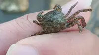 上海吴淞炮台湾野采 字纹弓蟹