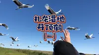 不去扎龙湿地看丹顶鹤放飞，等于白来齐齐哈尔！