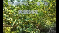 杭州旅游记——第一期（满觉陇桂花）