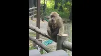 峨眉山的猴子(五显岗入口处)