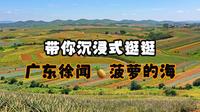 带你沉浸式逛逛广东徐闻🍍菠萝的海